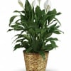 Potted peace lily plant in a woven basket planter