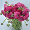 Pink ranunculus bouquet in a clear glass vase