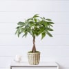 Potted money tree plant in a woven basket on a table