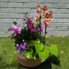 Potted orchid arrangement with purple and orange blooms