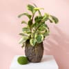 Variegated potted plant in a bark-textured container on a white pedestal