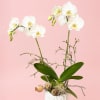 White orchids arranged in a white vase against a pink background.