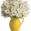 White daisies in a yellow pitcher vase