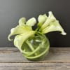 Elegant mini calla lilies with delicately curved stems in a low bubble