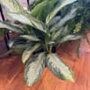 Potted variegated foliage plant with broad green-and-silver leaves