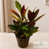 Potted croton plant in a woven basket planter
