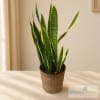 Potted snake plant in a woven basket planter