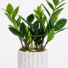 Potted green plant with glossy leaves in a white ceramic planter
