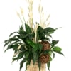 Potted green plant with tall cream-colored stems and woven spheres