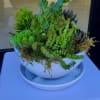 Assorted green succulents in a white ceramic bowl with matching saucer