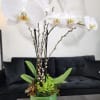 Tall white phalaenopsis orchid plant with succulents in a shiny green pot on a table