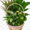 Mixed potted plants in a woven basket with small pink flowers