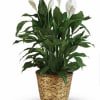 Potted peace lily plant with white blooms in a woven basket