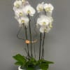 White orchids in a white ceramic bowl planter