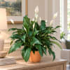 Potted peace lily with white blooms on a table in a terracotta pot