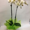 This 2 stems  white orchid comes complete with a ceramic pot