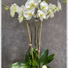 Triple stem white orchid plant in glass cylinder.
he Phalaenopsis Orchid is like