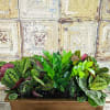 Rectangular planter filled with leafy green and burgundy houseplants