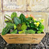 Mixed potted plants and yellow-orange blooms in a wooden box planter