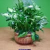 Potted green houseplant arrangement in a ceramic bowl