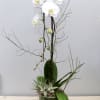 Cascading white orchid accompanied by curly willows, and mini plants.


West Hollywood Flowers