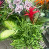 Basket garden with spotted white orchids, red bromeliad, and lush ferns and variegated foliage plants.