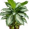 Potted green and silver variegated plant with a ribbon bow
