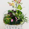 Mixed potted plants and orchids in a white wicker basket