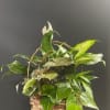 Basket of assorted green houseplants with a white peace lily bloom