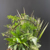 This basket filled with living plants will also carry comfort and compassion