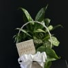 Basket of green houseplants with a white ribbon and card