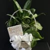 Basket of green houseplants with a white ribbon and a small sign