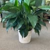 Potted green houseplant with broad glossy leaves in a white woven planter