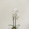 White orchid plant in a white pot on a pedestal