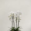 White orchid plant in a ribbed white pot