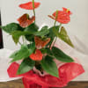 Potted anthurium plant with red and orange spathes in red wrap