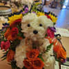 Flower arrangement shaped like a teddy bear with a bow