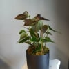 Potted tropical plant with glossy heart-shaped leaves in a black container