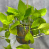 Fresh, vibrant, and effortlessly eye-catching, the Enola Hanging Ivy brings a bright