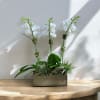 White orchid arrangement in a wooden box planter