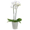 Elegant, timeless, and effortlessly beautiful, the White Phalaenopsis Orchid is a classic
