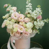 Beautiful light pink lisianthus with fragrant mattiola