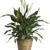 Known for its indoor beauty and ability to clear the air of