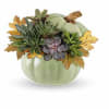 This delightful fall arrangement of assorted succulents is sure to attract compliments