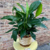 A lovely table-top plant that is a versatile gift for so many