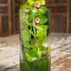 Green orchids arranged in a clear glass cylinder vase
