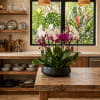 Potted orchid arrangement with white and purple blooms in a black bowl