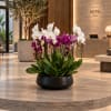 Potted white and purple orchids in a black bowl planter