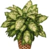 Potted variegated green houseplant in a woven basket