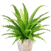 Potted green fern in a woven basket planter